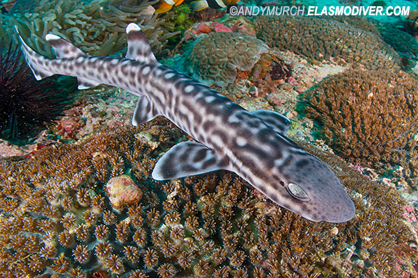 jelly cat shark